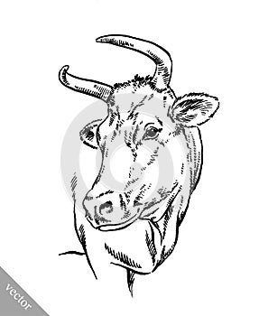 Black and white engrave isolated cow