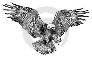 Black and white engrave isolated eagle illustration photo