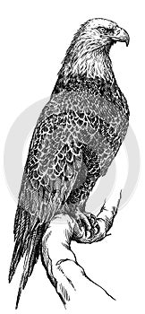 Black and white engrave isolated eagle illustration