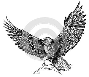Black and white engrave isolated eagle illustration