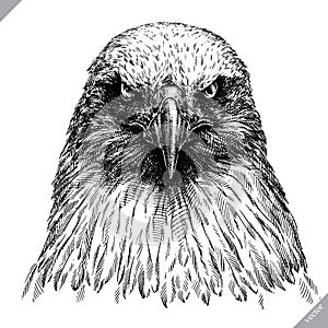 Black and white engrave isolated eagle vector illustration photo