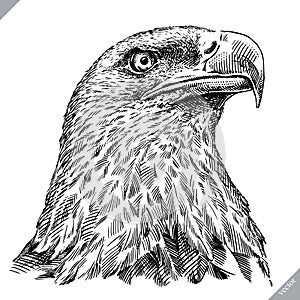 Black and white engrave isolated eagle vector illustration photo