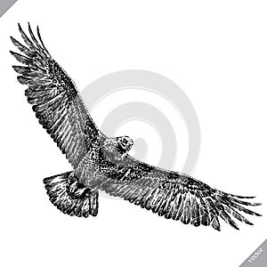 Black and white engrave isolated eagle vector illustration