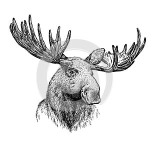 Black and white engrave isolated elk hand draw illustration