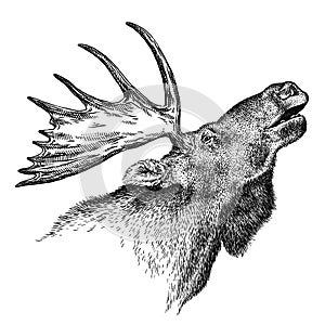 Black and white engrave isolated elk hand draw illustration