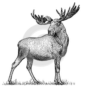 Black and white engrave isolated elk hand draw illustration