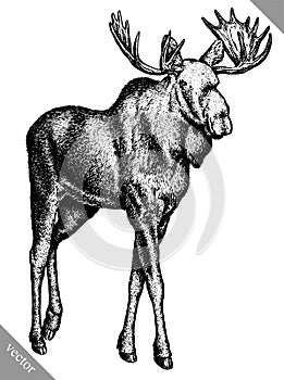 Black and white engrave isolated elk hand draw vector illustration