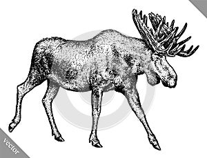 Black and white engrave isolated elk hand draw vector illustration