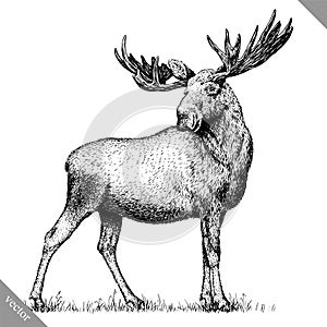 Black and white engrave isolated elk hand draw vector illustration photo