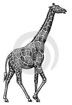 Black and white engrave isolated giraffe illustration