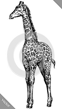 Black and white engrave isolated giraffe vector illustration