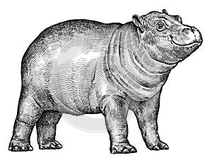 Black and white engrave isolated hippo illustration