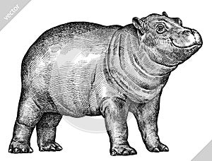 Black and white engrave isolated hippo vector illustration