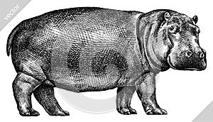 Black and white engrave isolated hippo vector illustration