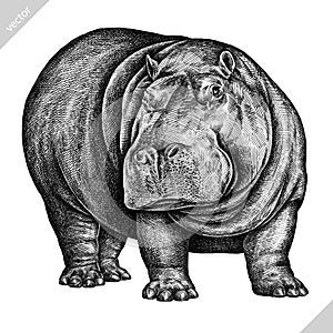 Black and white engrave isolated hippo vector illustration photo