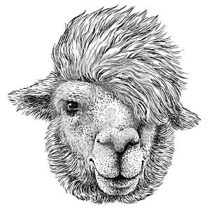 Black and white engrave isolated Lama illustration