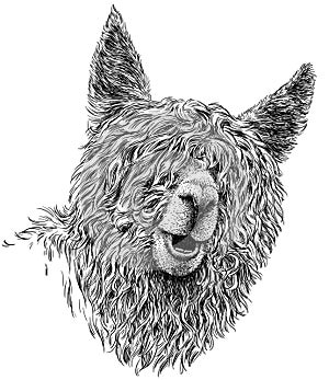 Black and white engrave isolated Lama illustration