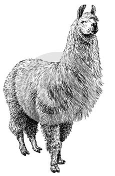 Black and white engrave isolated Lama illustration