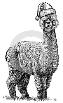 Black and white engrave isolated Lama illustration