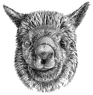 Black and white engrave isolated Lama illustration photo