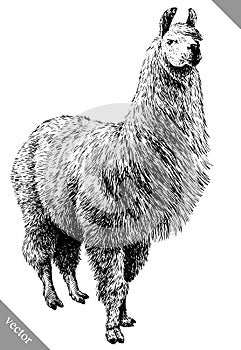 Black and white engrave isolated Lama vector illustration