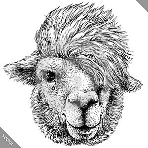 Black and white engrave isolated Lama vector illustration