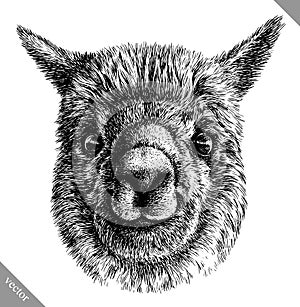 Black and white engrave isolated Lama vector illustration