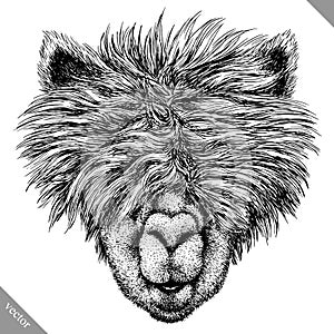 Black and white engrave isolated Lama vector illustration