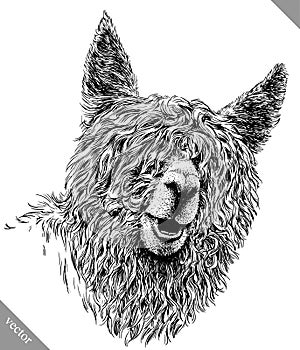 Black and white engrave isolated Lama vector illustration photo