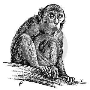 Black and white engrave isolated monkey illustration