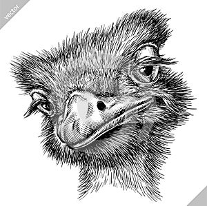 Black and white engrave isolated ostrich vector illustration