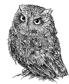 Black and white engrave isolated owl illustration