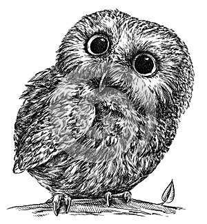 Black and white engrave isolated owl illustration