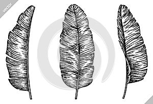 black and white engrave isolated palm leaf illustration