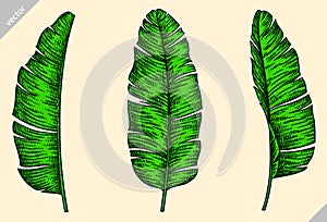 black and white engrave isolated palm leaf illustration