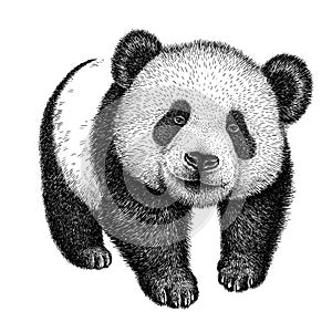 Black and white engrave isolated panda illustration