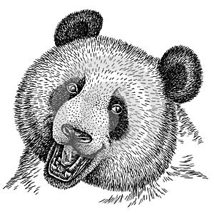 Black and white engrave isolated panda illustration