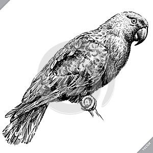Black and white engrave isolated parrot vector illustration