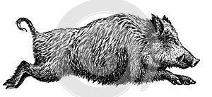 Black and white engrave isolated pig illustration