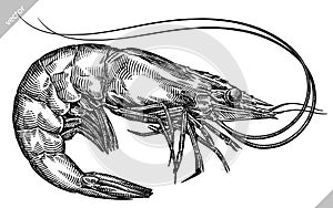 black and white engrave isolated shrimp illustration