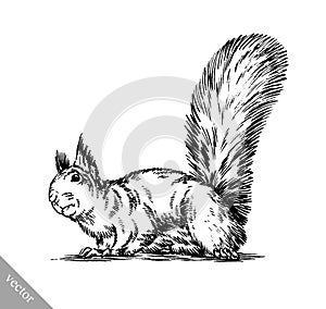 Black and white engrave isolated squirrel illustration