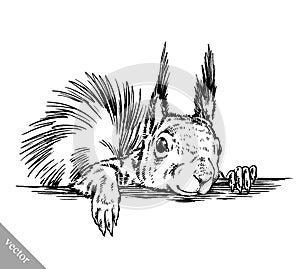 Black and white engrave isolated squirrel illustration