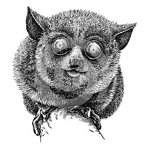 Black and white engrave isolated tarsier illustration