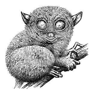 Black and white engrave isolated tarsier illustration