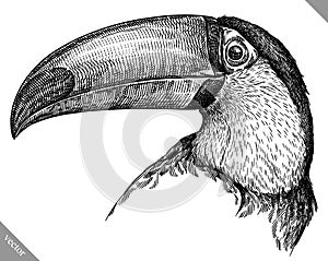 black and white engrave isolated toucan vector illustration