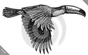 black and white engrave isolated toucan vector illustration