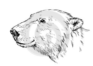 Black and white engrave isolated vector bear