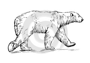 Black and white engrave isolated vector bear