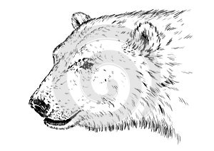 Black and white engrave isolated vector bear