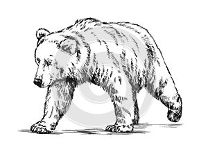 Black and white engrave isolated vector bear